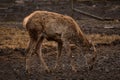 Young roe deer on an agritourism farm