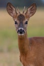 Young roe deer portrait Royalty Free Stock Photo