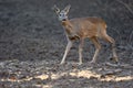 Young roe deer Royalty Free Stock Photo