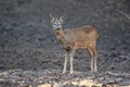 Young roe deer Royalty Free Stock Photo