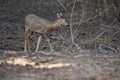 Young roe deer Royalty Free Stock Photo
