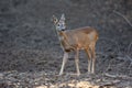 Young roe deer Royalty Free Stock Photo