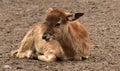 Young roe deer resting on an agritourism farm Royalty Free Stock Photo