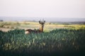 Young Roe deer resting in a green field in Poland Royalty Free Stock Photo