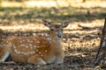 Young roe deer resting on the ground close up Royalty Free Stock Photo