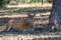 Young roe deer resting on the ground close up Royalty Free Stock Photo