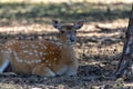 Young roe deer resting on the ground close up Royalty Free Stock Photo