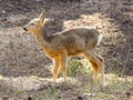 Young roe deer. Royalty Free Stock Photo