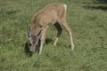 A young roe deer standing in a meadow on a summer day. An animal cub eats green grass. Young wild roe deer in nature. Newborn roe Royalty Free Stock Photo