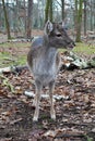 Young roe deer stands attentively in the forest and observes the area. Baby cervine full body portrait in natural environment with