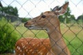 Young roe deer walks in the aviary