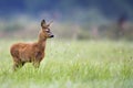 Young Roe-deer in the wild Royalty Free Stock Photo