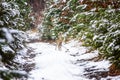 Young Roe deer in winter forest Royalty Free Stock Photo
