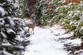 Young Roe deer in winter forest Royalty Free Stock Photo