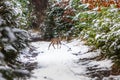 Young Roe deer in winter forest Royalty Free Stock Photo