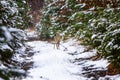 Young Roe deer in winter forest Royalty Free Stock Photo