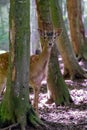 Young roe deer in the woods Royalty Free Stock Photo