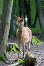 Young roe deer in the woods Royalty Free Stock Photo