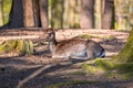 Young roe deer Royalty Free Stock Photo