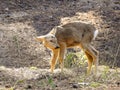 Young roe deer. Royalty Free Stock Photo