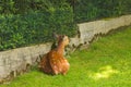 Young roe deers on the grass. Zoo, wild animals and mammal concept Royalty Free Stock Photo