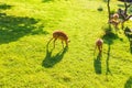 Young roe deers on the meadow, top view. Zoo, wild animals and mammal concept Royalty Free Stock Photo