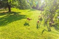 Young roe deers on the meadow, top view. Zoo, wild animals and mammal concept Royalty Free Stock Photo