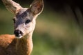 Young Roebuck Royalty Free Stock Photo