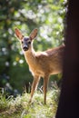 Young Roebuck Royalty Free Stock Photo