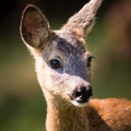 Young Roebuck Royalty Free Stock Photo