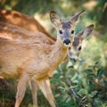 Young Roebuck Royalty Free Stock Photo