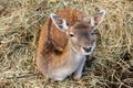 Young roebuck Royalty Free Stock Photo