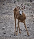 Young roebuck male Royalty Free Stock Photo