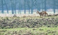 Young roebuck on the run in meadow. Royalty Free Stock Photo