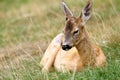 Young roebuck with small trophy Royalty Free Stock Photo