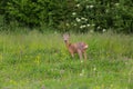 Young roebuck standing in meadow Royalty Free Stock Photo