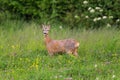 Young roebuck standing in meadow Royalty Free Stock Photo