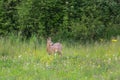 Young roebuck standing in meadow Royalty Free Stock Photo