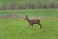 Young roebuck standing in meadow Royalty Free Stock Photo