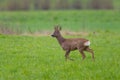 Young roebuck standing in meadow Royalty Free Stock Photo