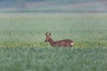 Young roebuck standing in meadow Royalty Free Stock Photo