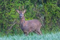 Young roebuck standing in meadow Royalty Free Stock Photo