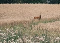 a young roebuck stands in a grain field Royalty Free Stock Photo
