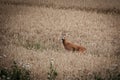 a young roebuck stands in a grain field Royalty Free Stock Photo