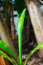 The young rolled leaf of banana tree Royalty Free Stock Photo