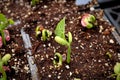 Young roma beans sprouting in growing trays Royalty Free Stock Photo