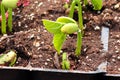 Young roma beans sprouting in growing trays Royalty Free Stock Photo