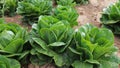 Young Romaine Lettuce Head in Field Royalty Free Stock Photo