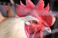 A rooster from the farm in Rollingen, Luxembourg Royalty Free Stock Photo