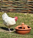 Young rooster next to the drinkers Royalty Free Stock Photo